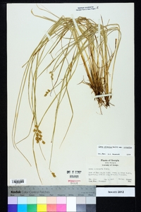 Carex atlantica subsp. atlantica image