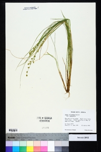 Carex atlantica subsp. atlantica image