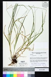 Carex atlantica subsp. atlantica image