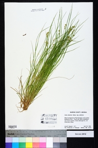 Carex atlantica subsp. atlantica image