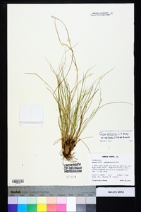 Carex atlantica subsp. capillacea image