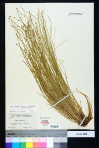 Carex atlantica subsp. capillacea image