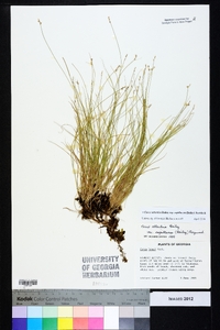 Carex atlantica subsp. capillacea image