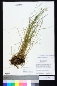 Carex atlantica subsp. capillacea image