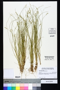 Carex atlantica subsp. capillacea image