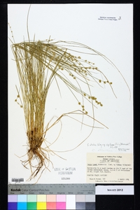 Carex atlantica subsp. capillacea image