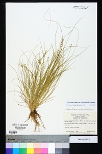 Carex atlantica subsp. capillacea image