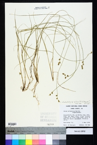 Carex atlantica subsp. capillacea image