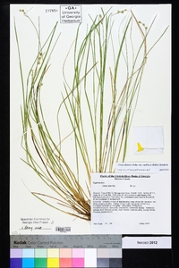 Carex atlantica subsp. capillacea image