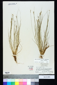 Carex atlantica subsp. capillacea image