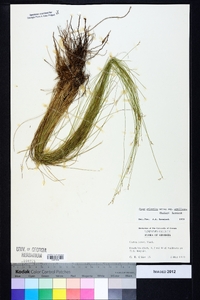 Carex atlantica subsp. capillacea image