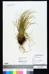 Carex atlantica subsp. capillacea image