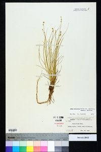 Carex atlantica subsp. capillacea image