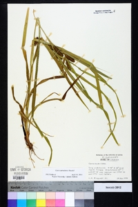 Carex aureolensis image