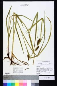 Carex aureolensis image