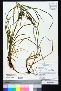 Carex aureolensis image