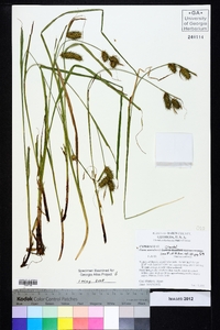 Carex aureolensis image