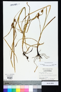 Carex aureolensis image