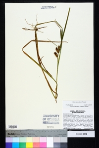 Carex aureolensis image