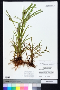 Carex aureolensis image