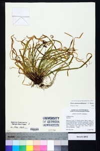 Carex austro-caroliniana image