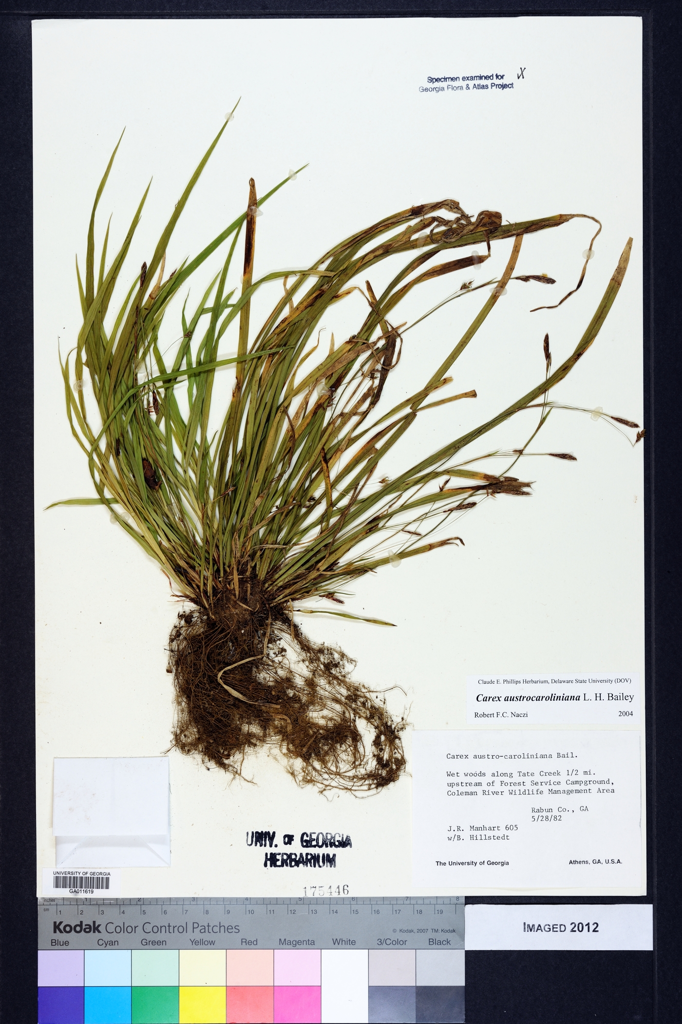 Carex austro-caroliniana image