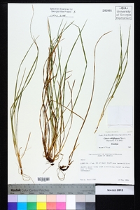 Carex calcifugens image