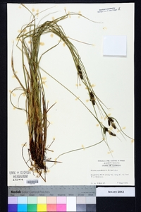 Carex caroliniana image