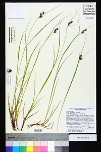 Carex caroliniana image