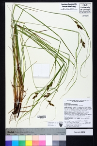 Carex caroliniana image