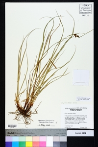 Carex caroliniana image