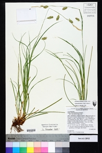 Carex cherokeensis image