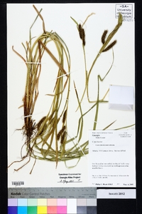 Carex cherokeensis image