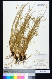 Carex cherokeensis image