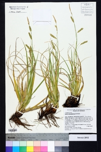 Carex cherokeensis image