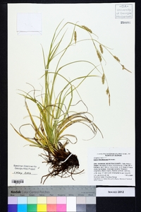 Carex cherokeensis image