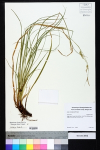 Carex cherokeensis image