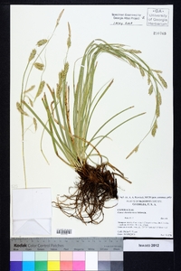 Carex cherokeensis image