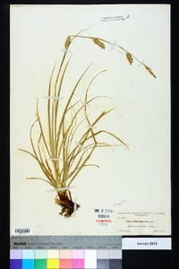 Carex cherokeensis image