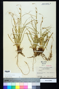 Carex cherokeensis image