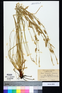 Carex cherokeensis image