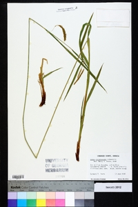 Carex cherokeensis image