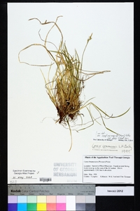 Carex communis var. amplisquama image