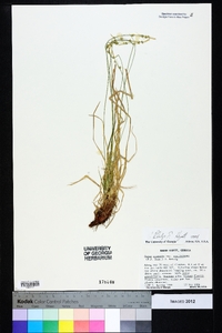 Carex communis var. amplisquama image