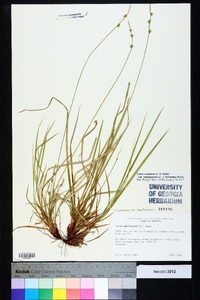 Carex communis var. amplisquama image