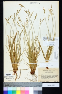 Carex communis var. amplisquama image