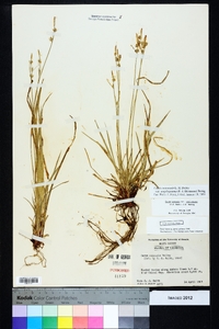 Carex communis var. amplisquama image