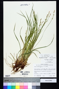 Carex communis var. amplisquama image