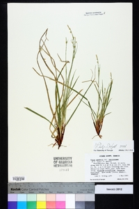 Carex communis var. amplisquama image