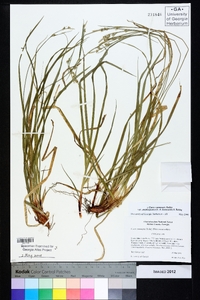 Carex communis var. amplisquama image